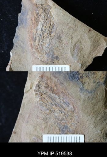 undet. Hurdiidae