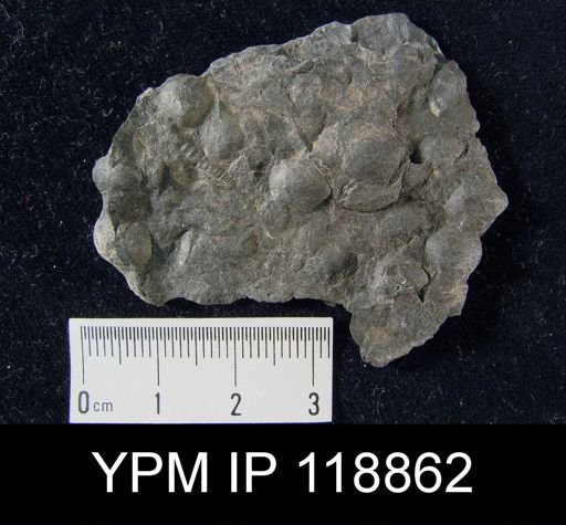 Dalmanella wisbyensis