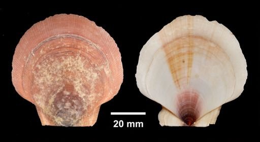 Placopecten magellanicus