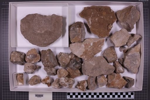 mixed taxa, stratigraphic collection