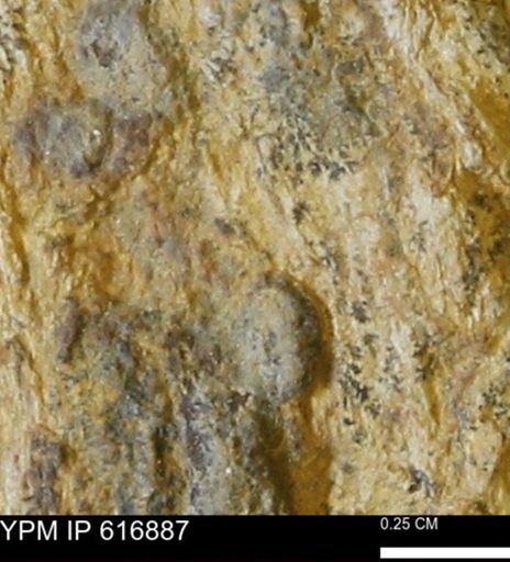 Teredo sp.