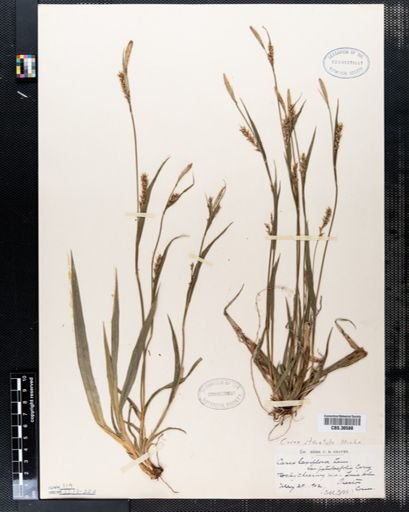 Carex striatula