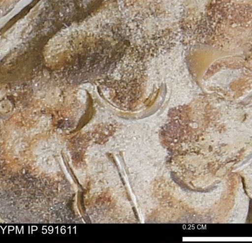 Serpulidae