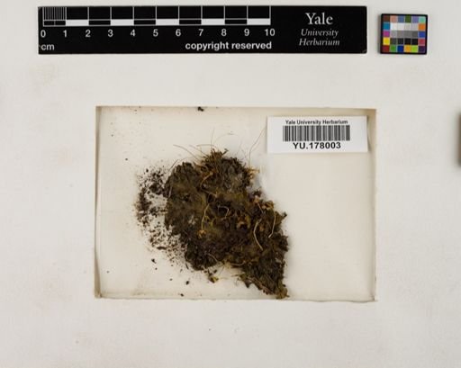 Plantae