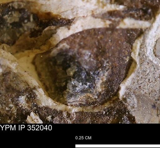 undet. Bivalvia
