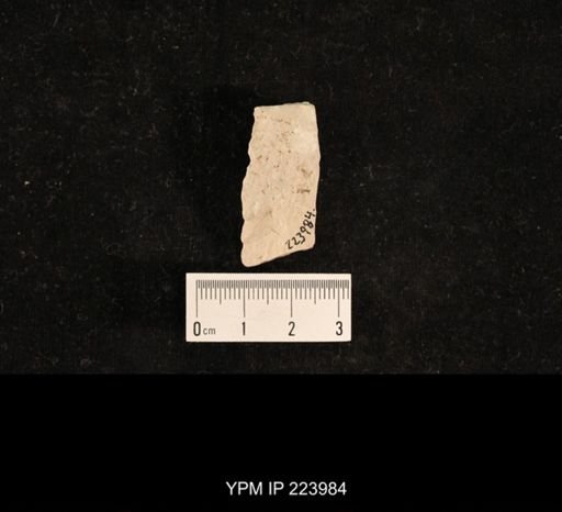 undet. Hexapoda