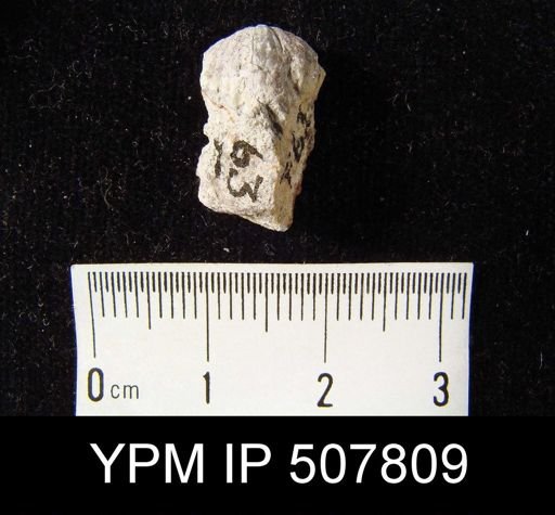 undet. Rhynchonellida