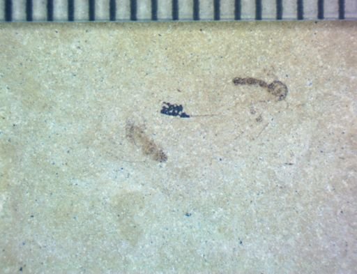 undet. Diptera