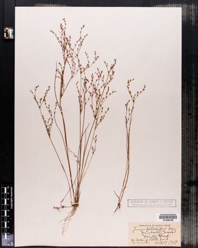 Juncus pelocarpus