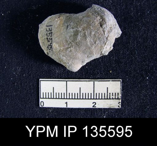 Athyris semiconcava