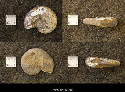 Discoscaphites conradi