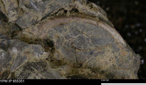 undet. Mollusca
