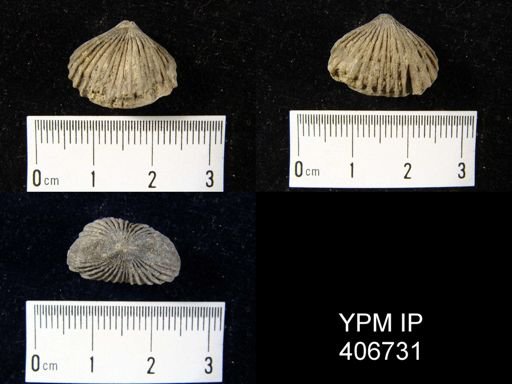 Camarotoechia borealis
