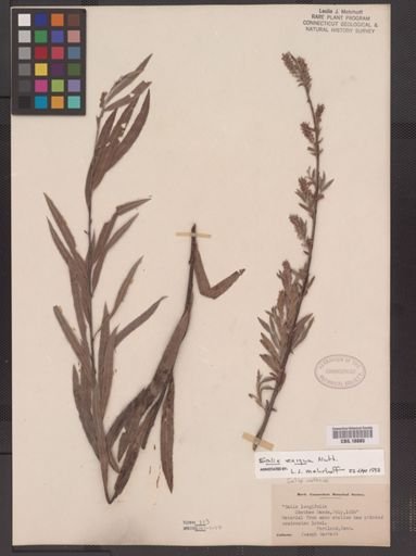 Salix exigua