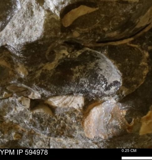 Protocardia sp.