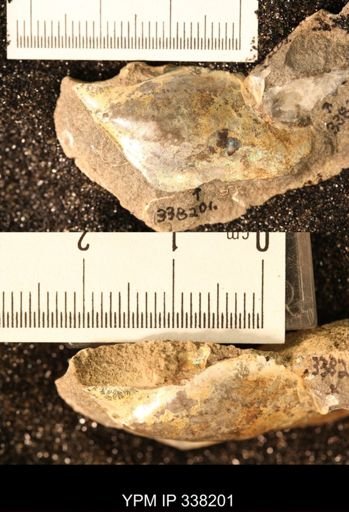 Pseudoptera subtortuosa