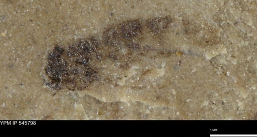 undet. Insecta