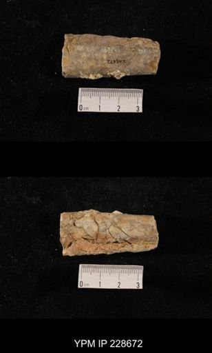 Orthoceras