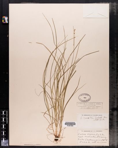 Carex radiata