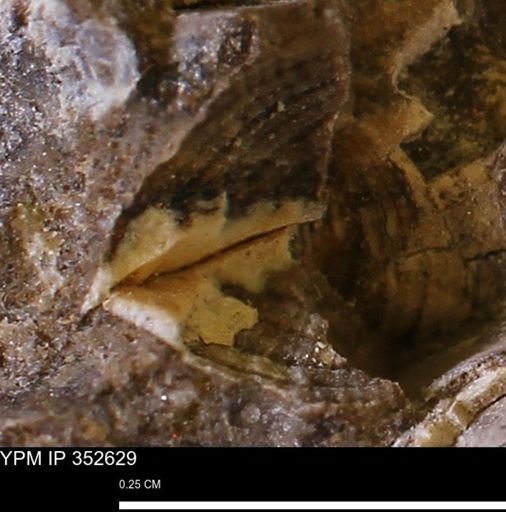 undet. Bivalvia