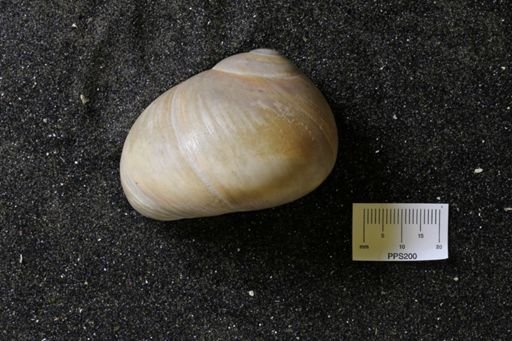 Polinices duplicata