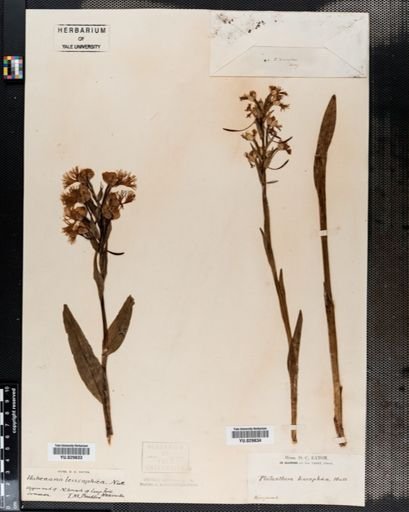 Habenaria
