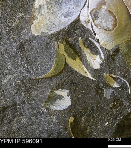 Protocardia?