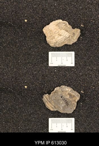 Clioscaphites vermiformis
