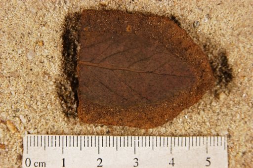 Angiospermopsida