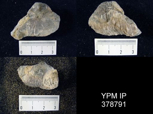 Productus sp.