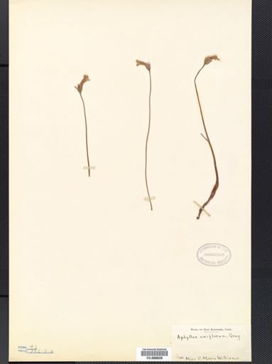 Orobanche uniflora