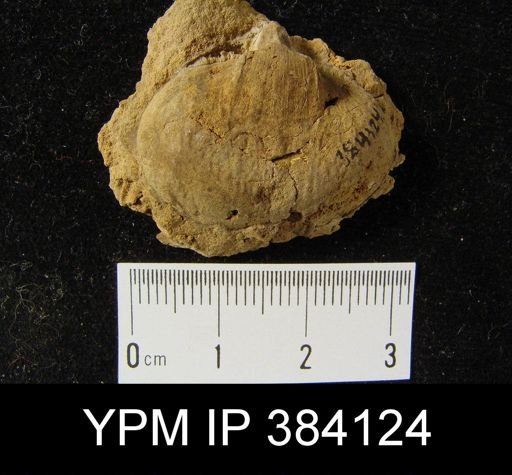 undet. Brachiopoda