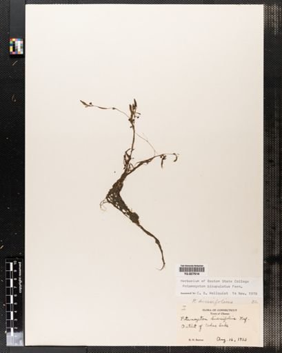 Potamogeton bicupulatus
