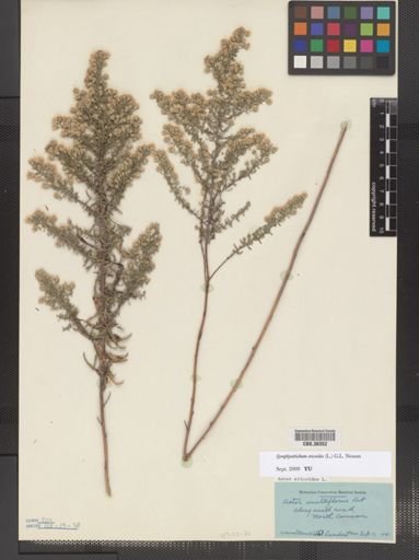 Symphyotrichum ericoides