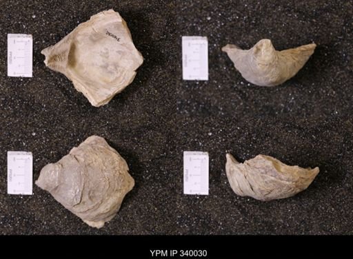 Ostrea glabra wyomingensis