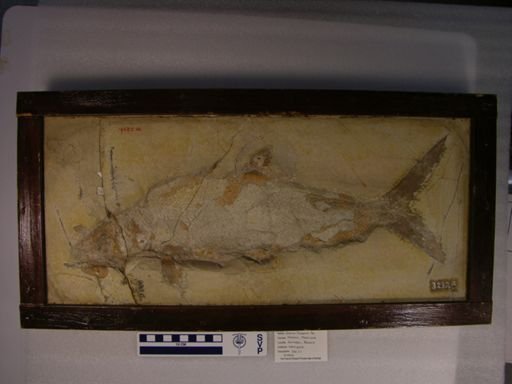 Caturus furcatus