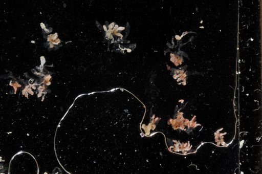 Amathia aggregata