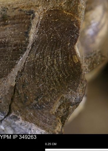 Limopsis striatopunctatus