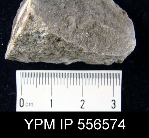 Pholidops oblata