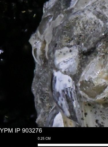 undet. Bivalvia