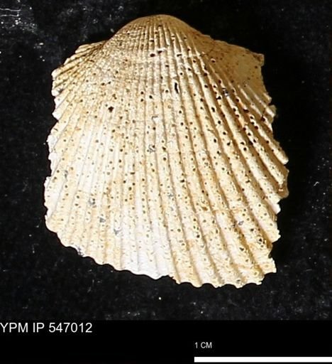 Scapharca transversa