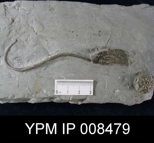 Poteriocrinus sp.