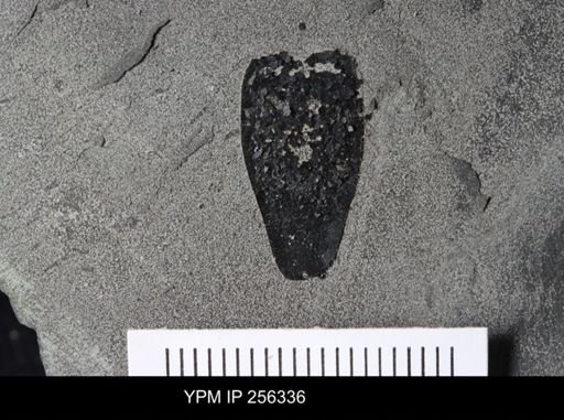 Hughmilleria sp.