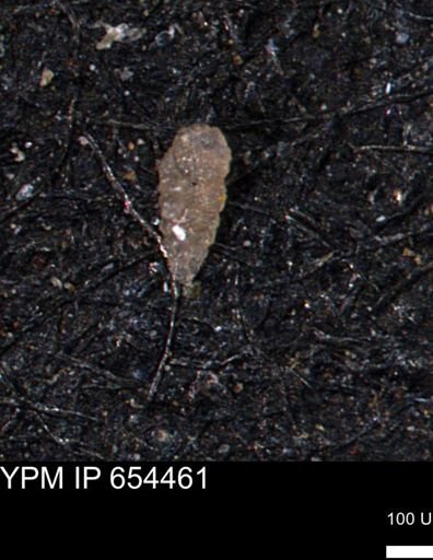 Bimonilina variana