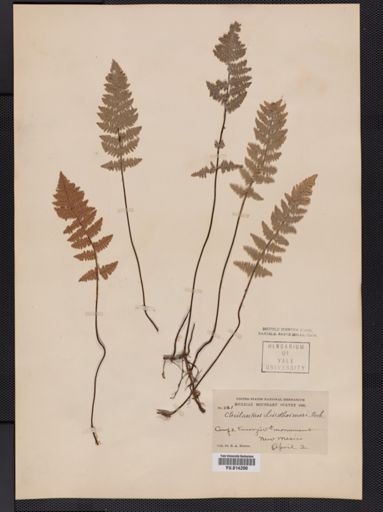 Cheilanthes