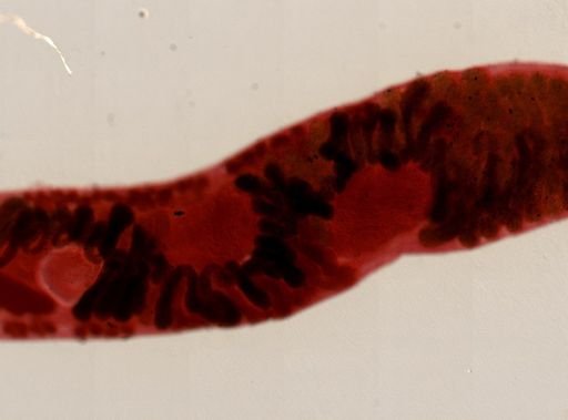 Platyhelminthes