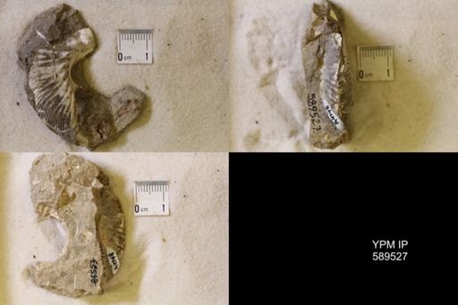 undet. Scaphitidae