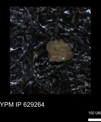 undet. Foraminiferida