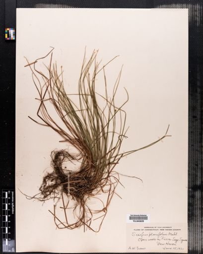 Scirpus verecundus