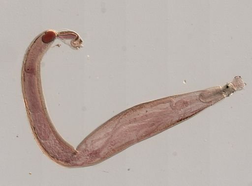 Platyhelminthes